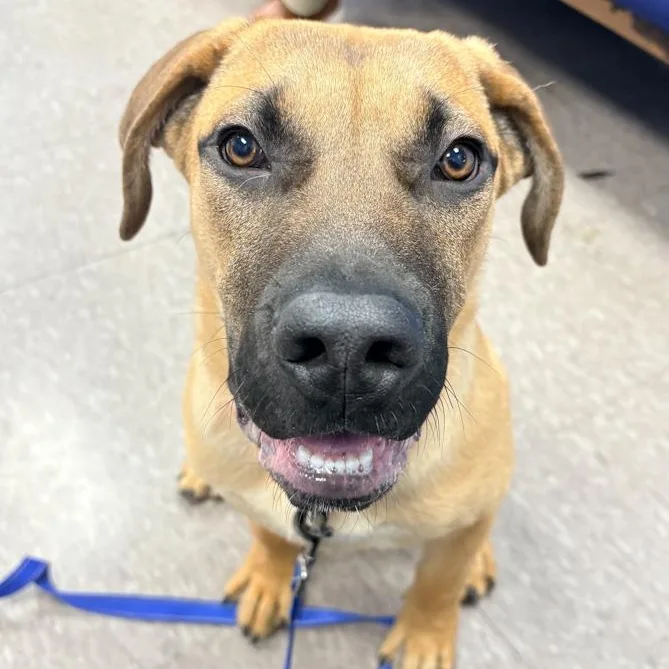 A baby large-sized male Mastiff dog named Osiris for adoption in Toledo, OH