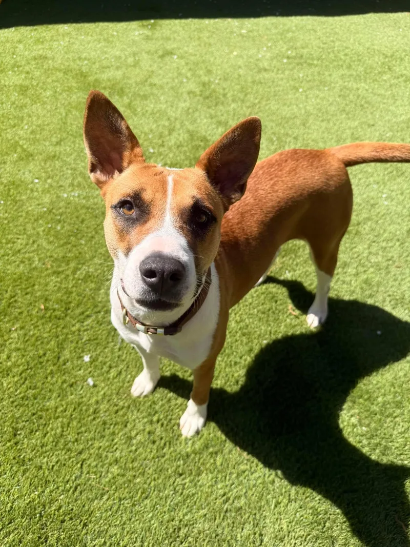 An adult medium-sized female White / Cream American Staffordshire Terrier dog named Harmony for adoption in Willis, TX