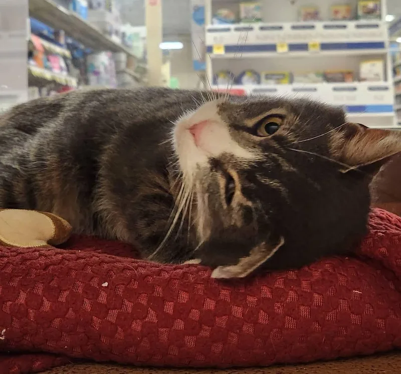 An adult medium-sized male Domestic Short Hair cat named Thor for adoption in Sicklerville , NJ