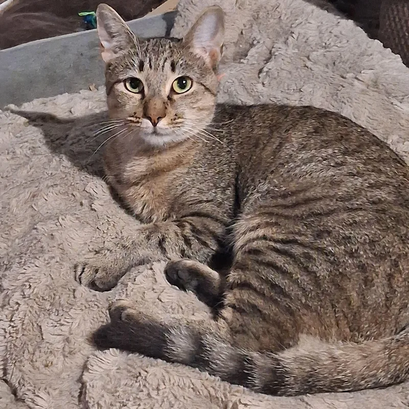 An adult medium-sized female Tabby cat named Pip for adoption in Carneys Point, NJ