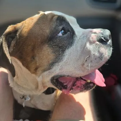 An adult large-sized male Mixed Breed dog named Rudy for adoption in Atlanta, GA