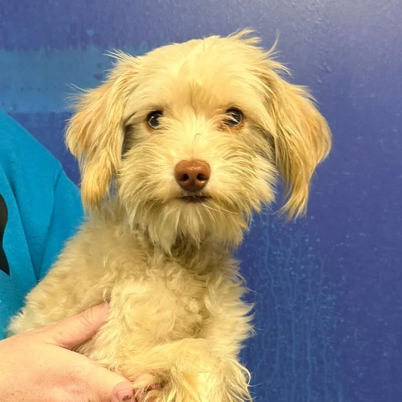 A young small-sized male Poodle dog named CT Bubba for adoption in Eastford, CT