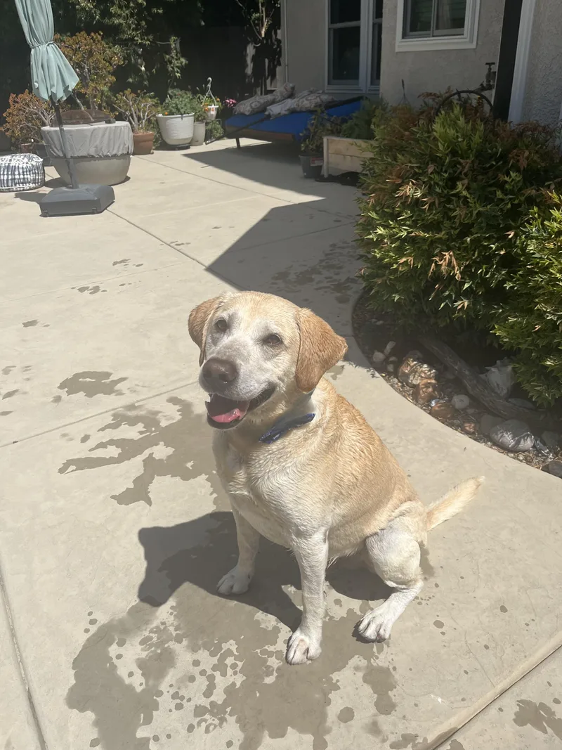 Chase The Best Lab
