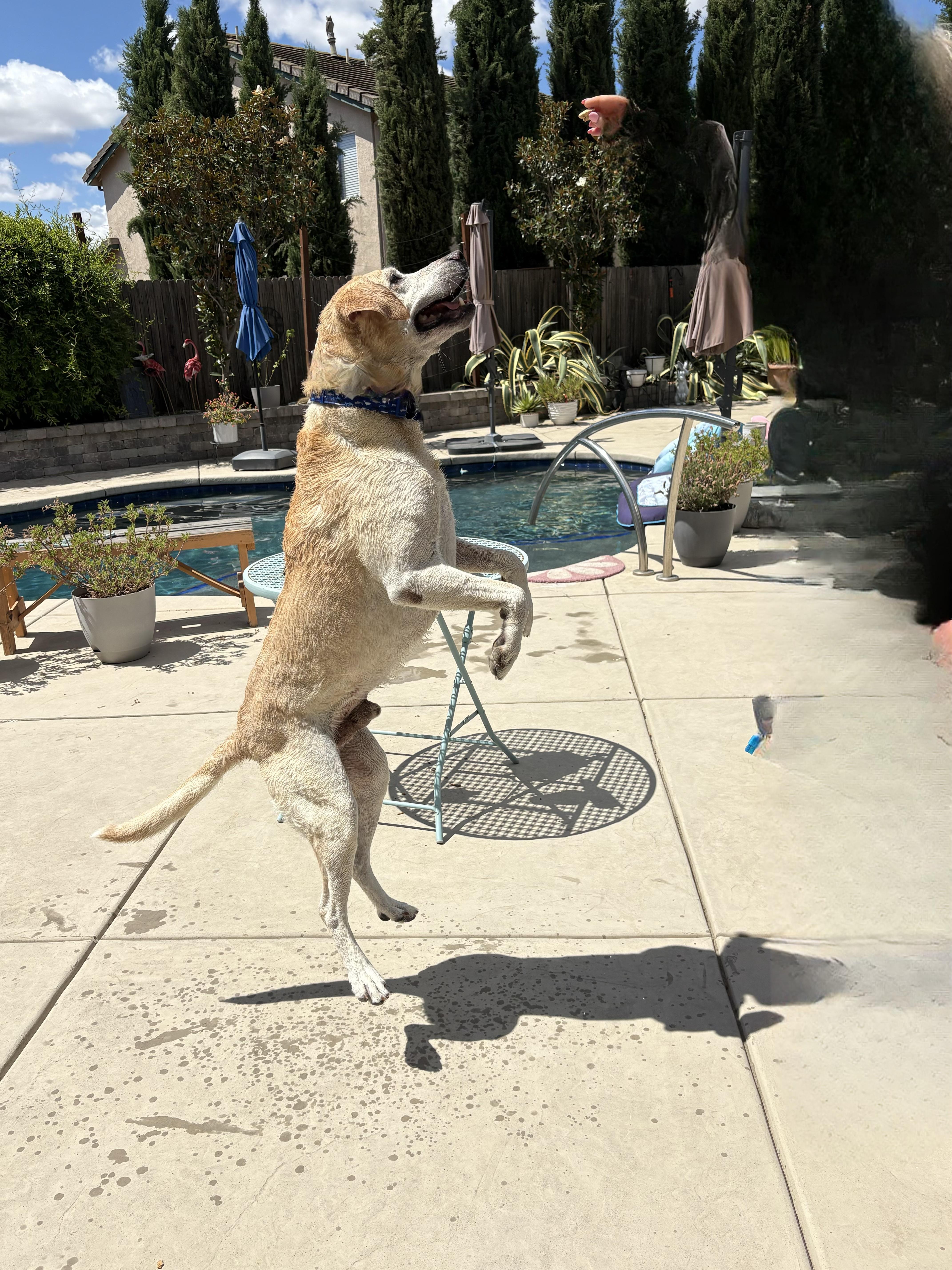 Chase The Best Lab thumbnail 4