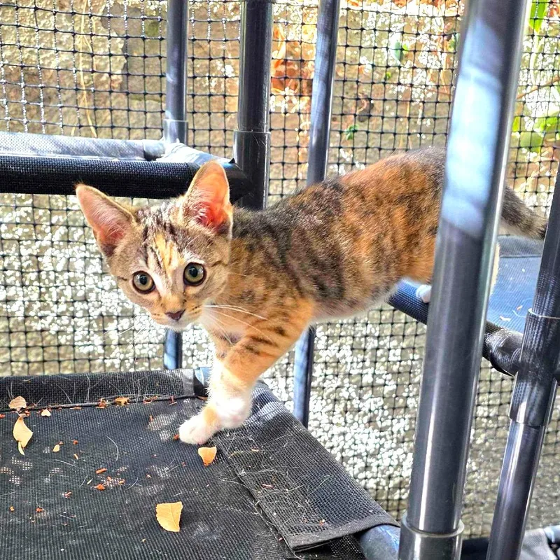 A baby small-sized female Calico Domestic Short Hair cat named Georgie for adoption in Los Angeles, CA