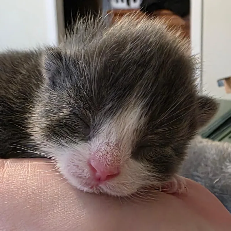A baby small-sized male Gray / Blue / Silver Domestic Short Hair cat named Matcha for adoption in Charleston, WV