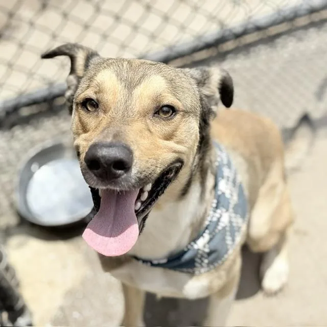A young large-sized male German Shepherd Dog dog named Knight for adoption in Tulsa, OK