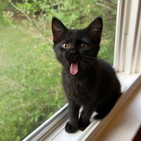 A baby small-sized male Black Domestic Short Hair cat named Kiki for adoption in Charlottesville, VA