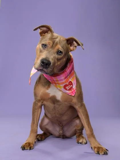 An adult medium-sized male Mixed Breed dog named Chet for adoption in Atlanta, GA