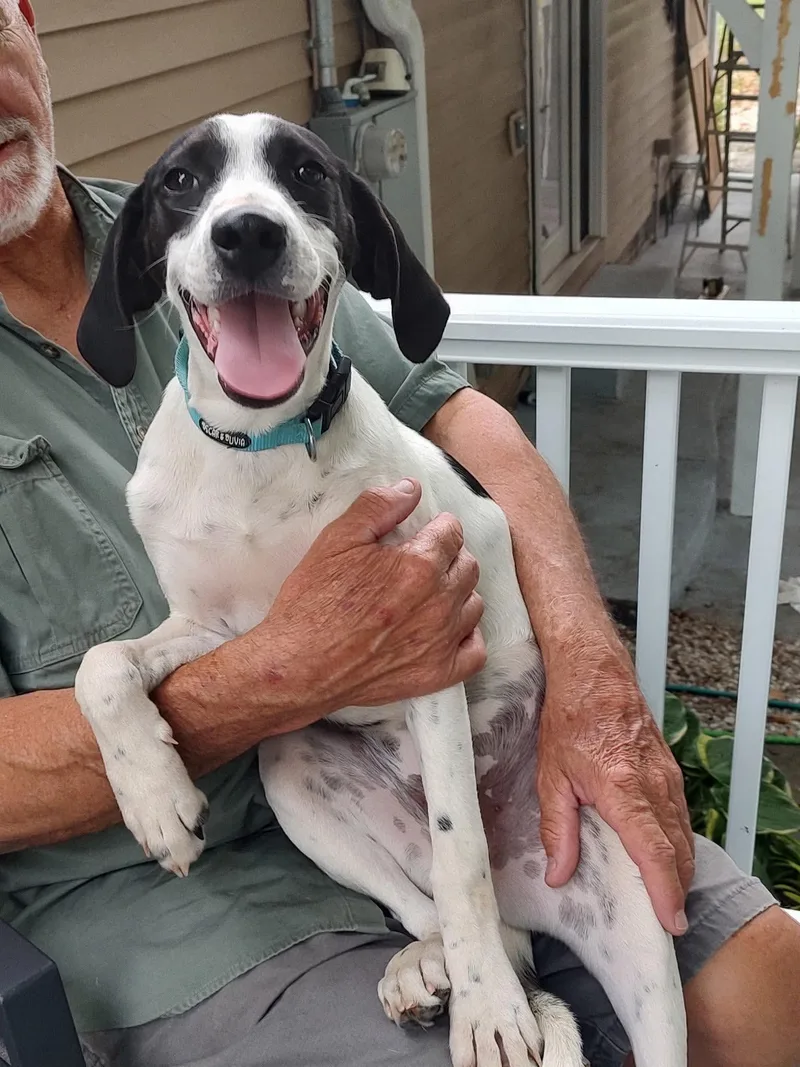 A young medium-sized female Hound dog named Blaney for adoption in Roxboro, NC