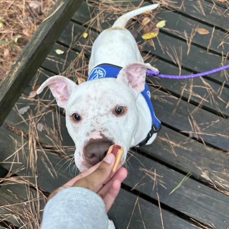 An adult medium-sized female Mixed Breed dog named Coco for adoption in Memphis, TN