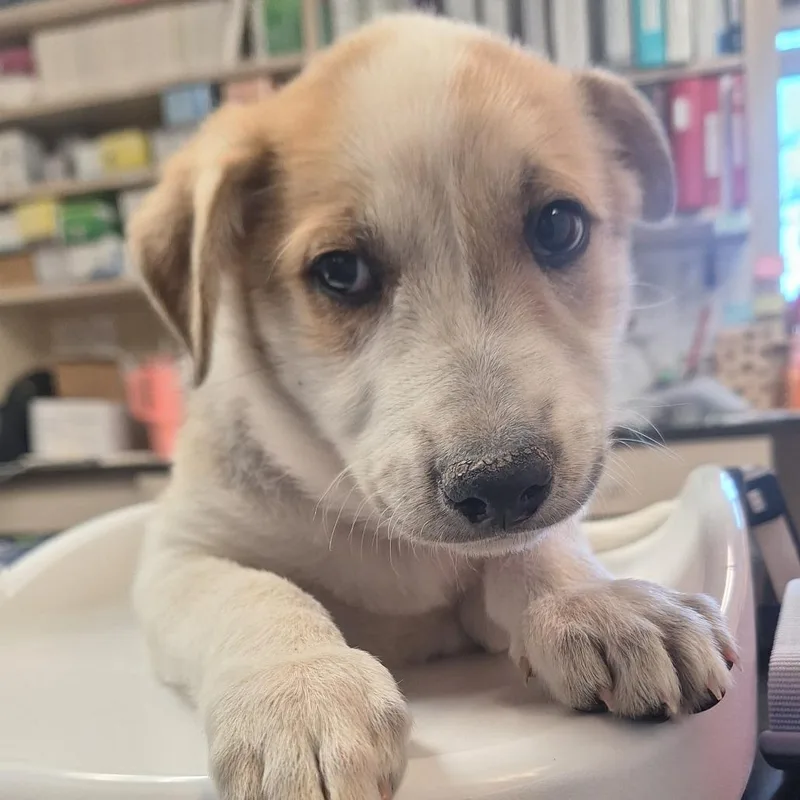 A baby small-sized male White / Cream Shepherd dog named Liam for adoption in Flagstaff, AZ
