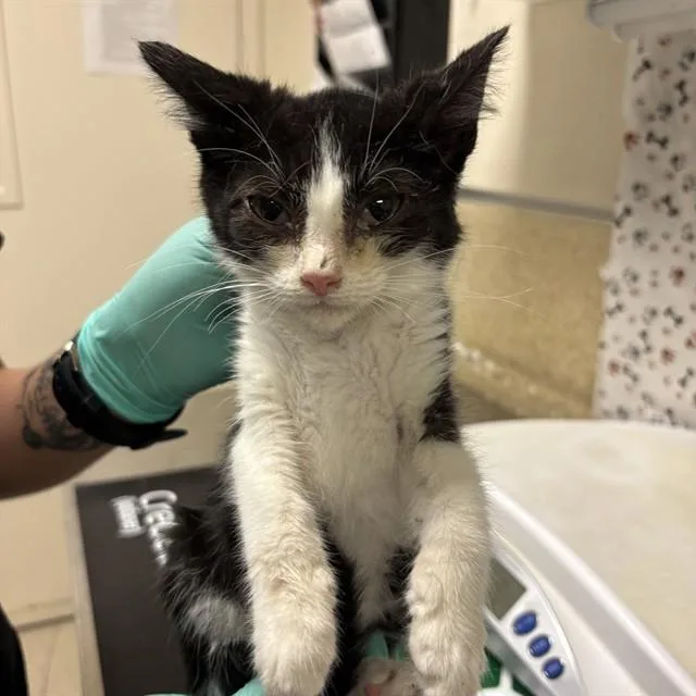 A baby small-sized female Domestic Short Hair cat named Mikasa for adoption in Riverside, CA