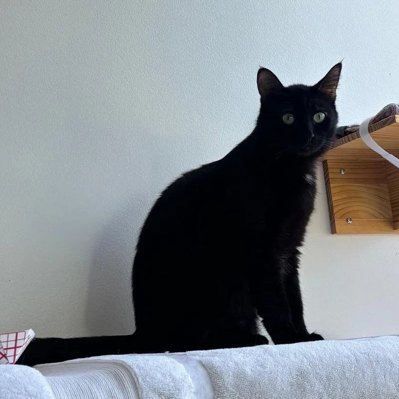 A young medium-sized male Black Domestic Short Hair cat named Shadow for adoption in Redwood City, CA