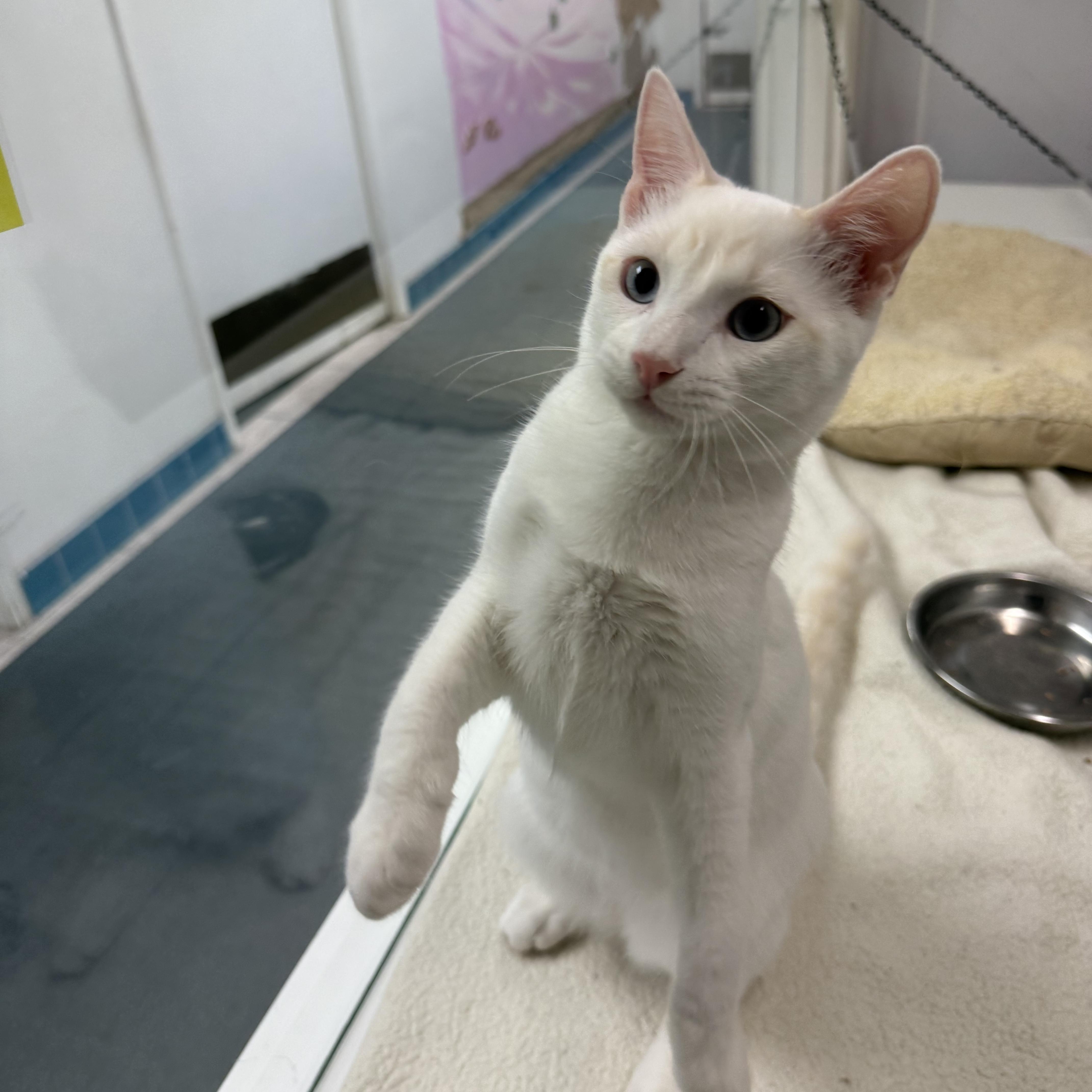 A young medium-sized male Siamese cat named Coconut for adoption in Newport Beach, CA