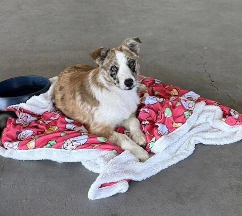 Waffles thumbnail 2