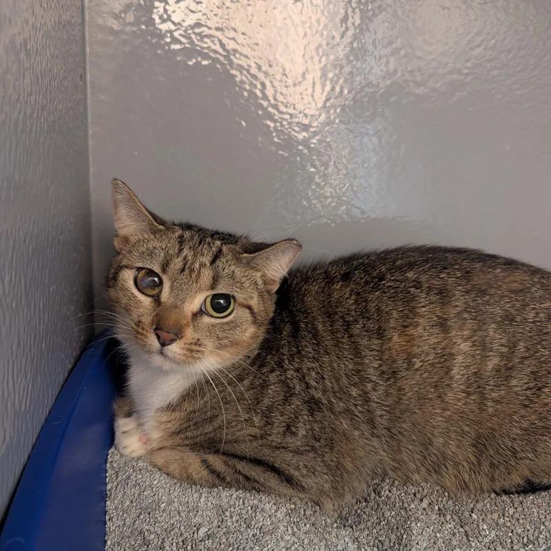 An adult small-sized female Brown / Chocolate Domestic Short Hair cat named Elowen for adoption in Canton, NC