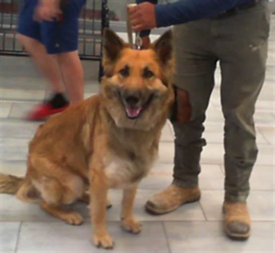 A young large-sized male German Shepherd Dog dog named Max for adoption in Charlotte, NC