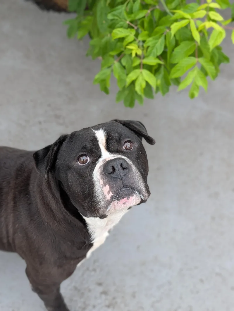An adult large-sized male Black Bulldog dog named Watson for adoption in Plainfield, NJ