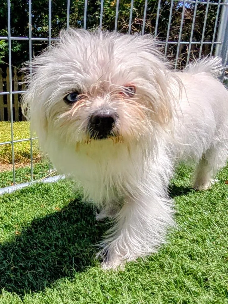 A young small-sized female Terrier dog named Yeti for adoption in Murphysboro, IL