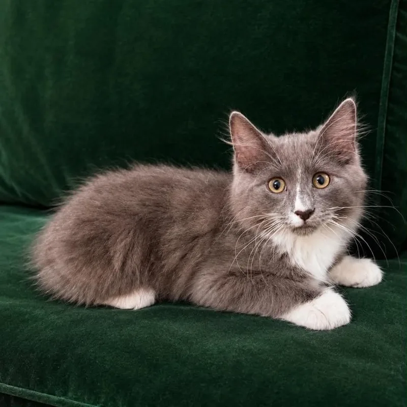 A baby small-sized male Gray / Blue / Silver Domestic Medium Hair cat named Stone Crock for adoption in Eagle Mountain, UT