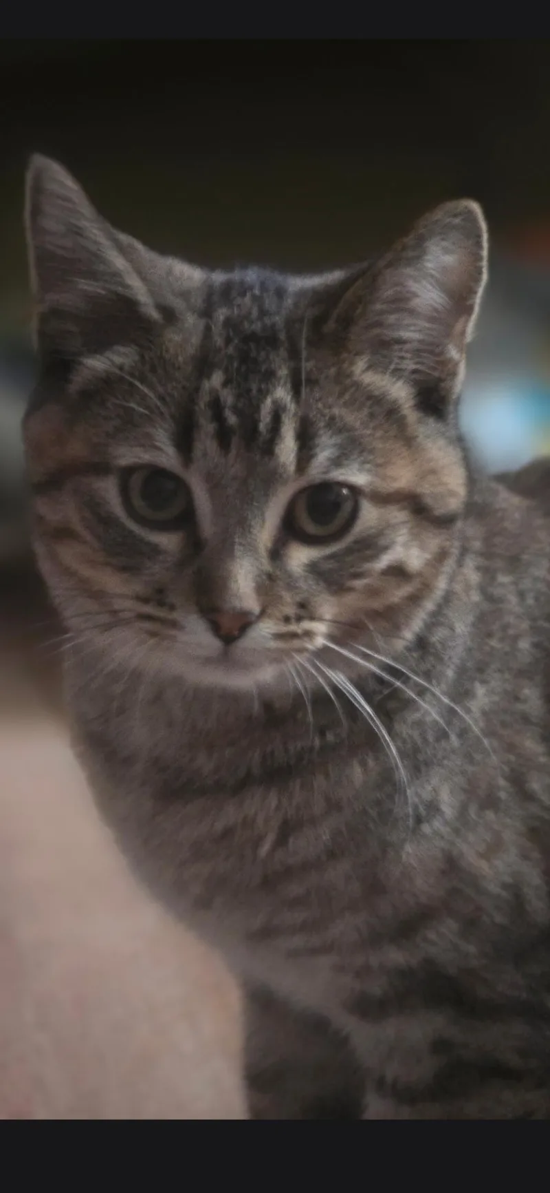 A baby large-sized female Tabby (Brown / Chocolate) Domestic Short Hair cat named Shelly for adoption in Medford, WI