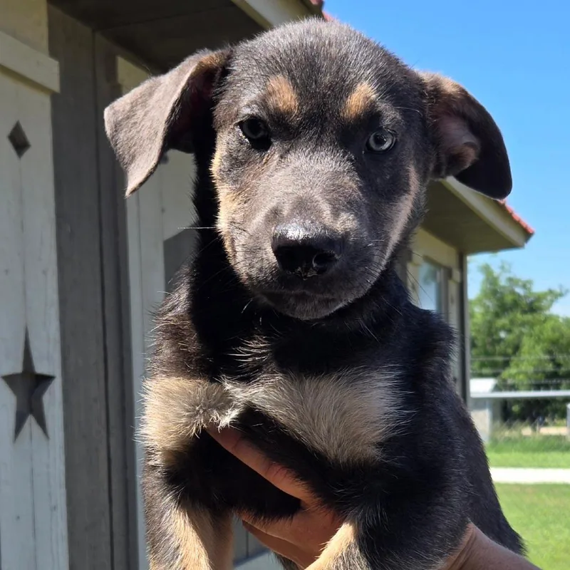 A baby medium-sized male Yellow / Tan / Blond / Fawn German Shepherd Dog dog named Braxton for adoption in Floresville, TX