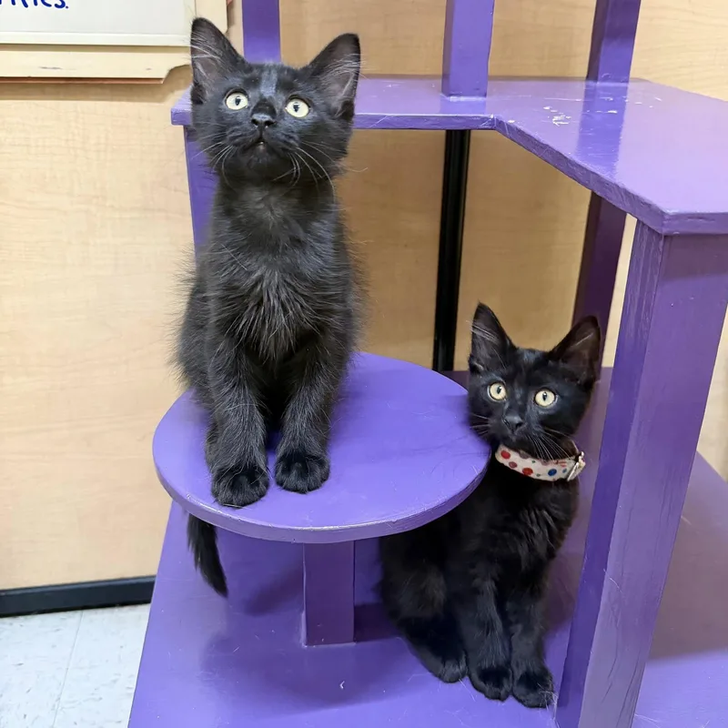 A baby medium-sized male Black Domestic Short Hair cat named Walter for adoption in Queen Creek, AZ