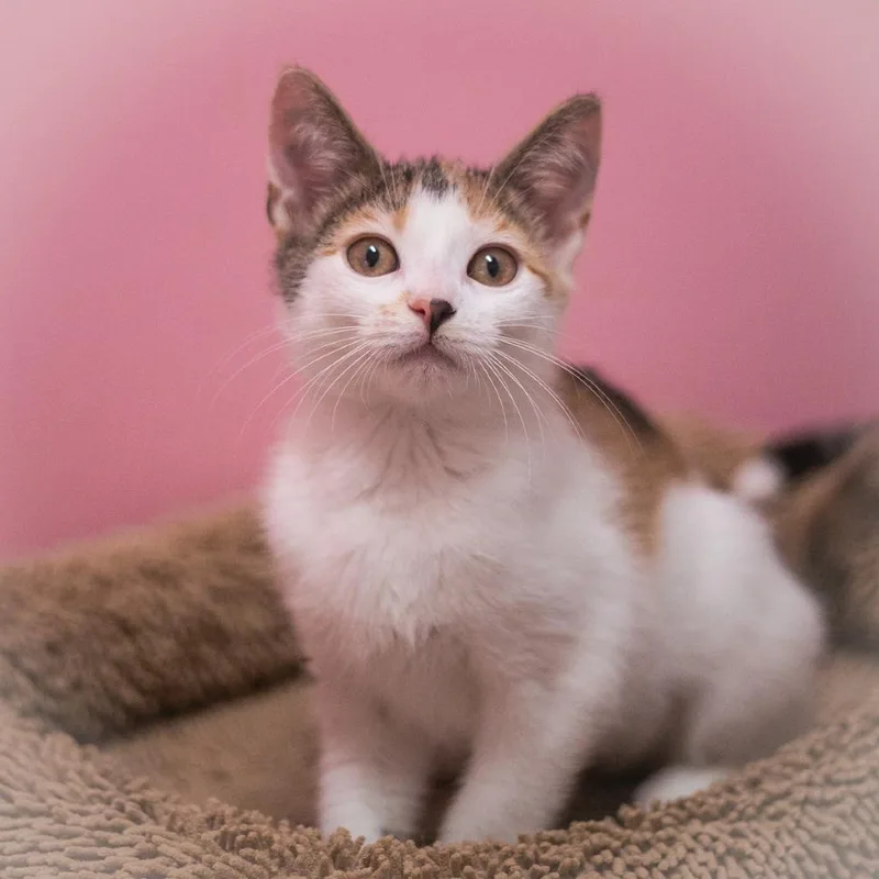 A baby small-sized female Calico Domestic Short Hair cat named Jazmine for adoption in Ponte Vedra, FL