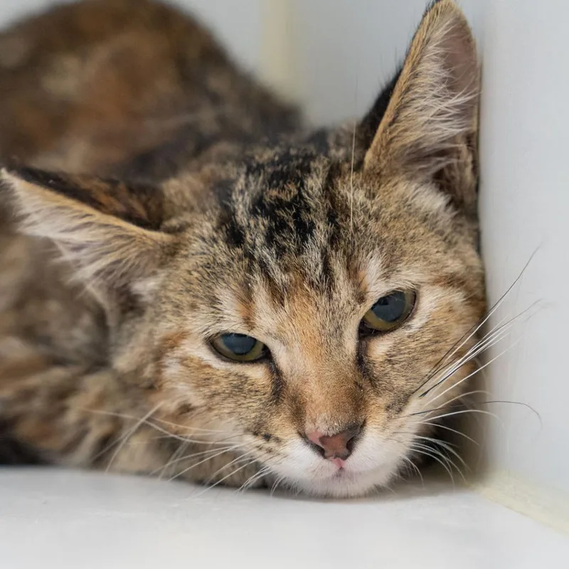 A baby small-sized female Torbie Domestic Short Hair cat named Matisse for adoption in Hawthorne, CA