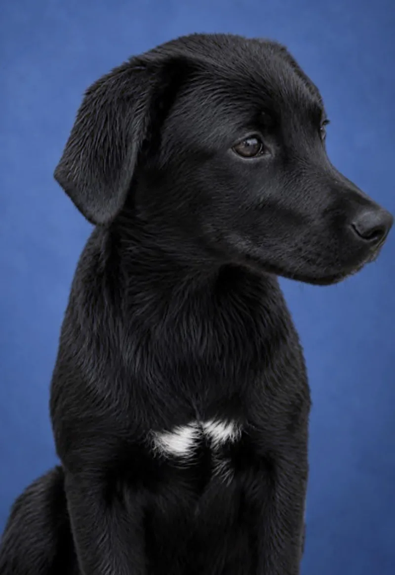 A baby medium-sized female Black Labrador Retriever dog named Fannie for adoption in Watertown, CT