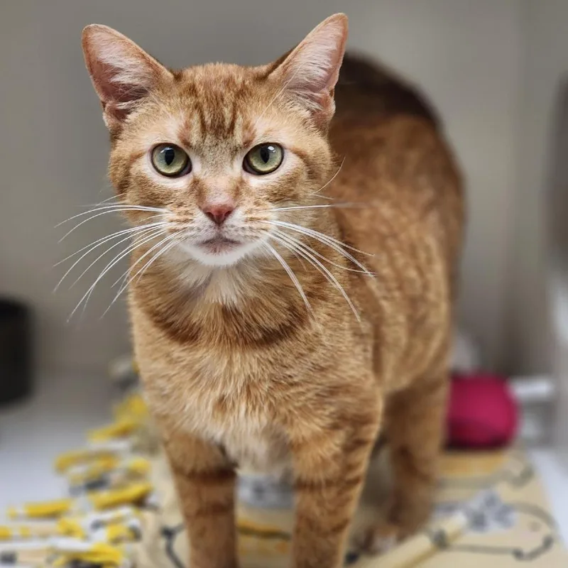 Schmaltz thumbnail 2