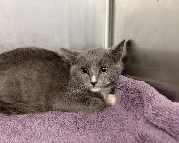 A baby small-sized male Domestic Short Hair cat named Brudda for adoption in Richmond, VA