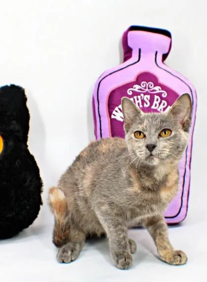 A baby small-sized female Domestic Short Hair cat named Pie for adoption in Morton Grove, IL