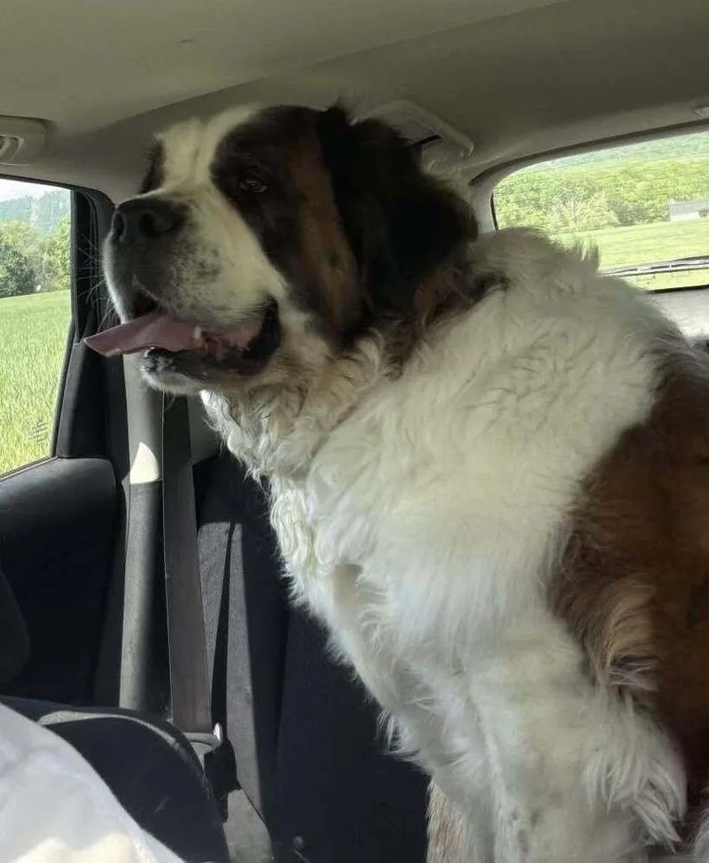 An adult large-sized female Tricolor (Brown, Black, & White) Saint Bernard dog named Heidi for adoption in Breinigsville, PA