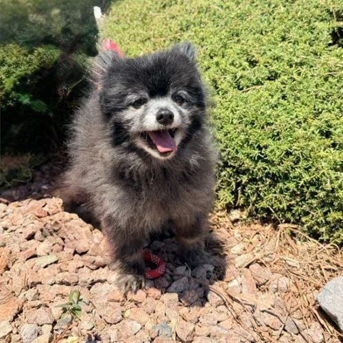 A senior small-sized female Black Pomeranian dog named Nani for adoption in Henderson, NV