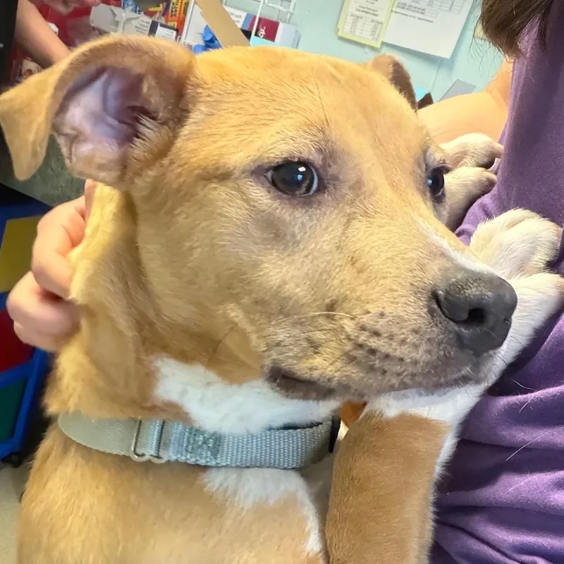 Skidaddle thumbnail 2