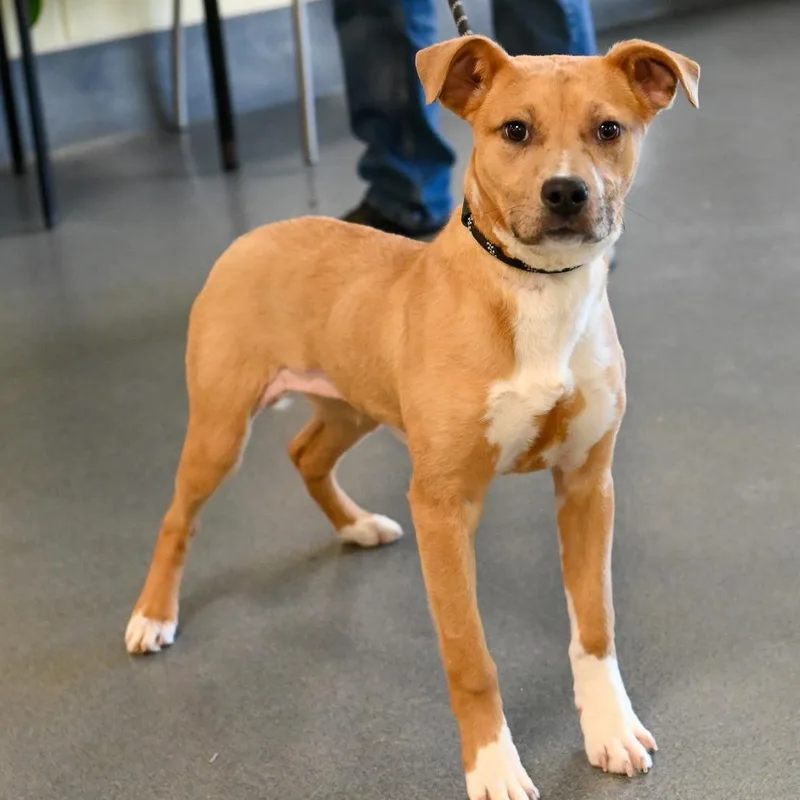 Skidaddle thumbnail 3