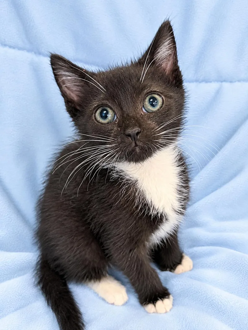 A baby medium-sized female Domestic Short Hair cat named Spark for adoption in Greensboro, NC