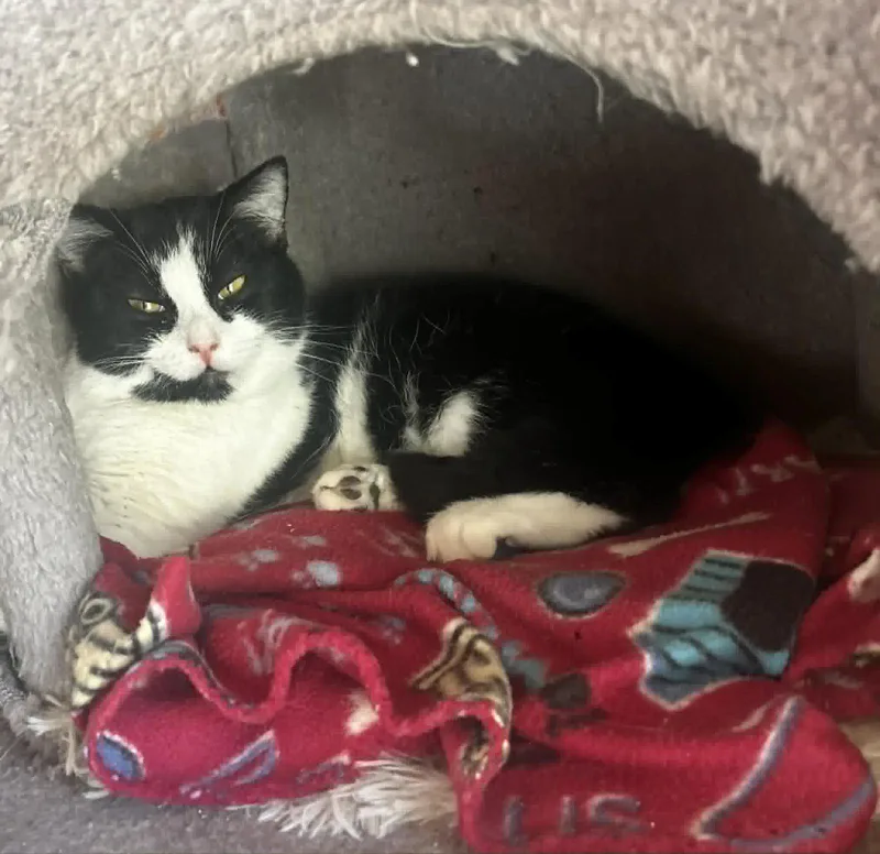 A young small-sized male Black & White / Tuxedo Domestic Short Hair cat named Popsicle for adoption in Capshaw, AL