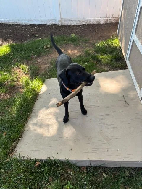 A young medium-sized male Black Beagle dog named George for adoption in Manhasset, NY