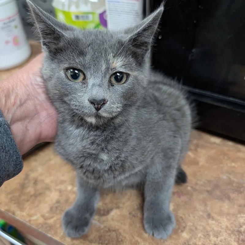 A baby small-sized female Tortoiseshell Domestic Short Hair cat named Vivian for adoption in New York, NY