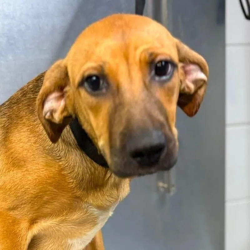 A young medium-sized female Yellow / Tan / Blond / Fawn Mixed Breed dog named Noodle for adoption in Long Island City, NY