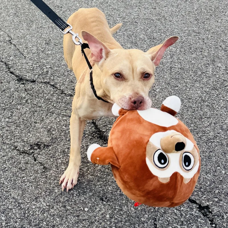 Meet WINSTON . 