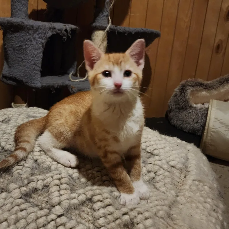 A baby medium-sized male Domestic Short Hair cat named Miracle & Sweet Potato for adoption in Mayfield, NY