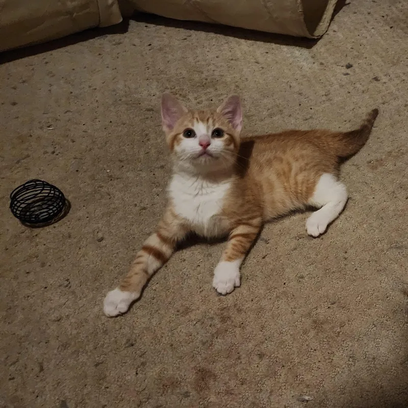 Miracle & Sweet Potato thumbnail 2