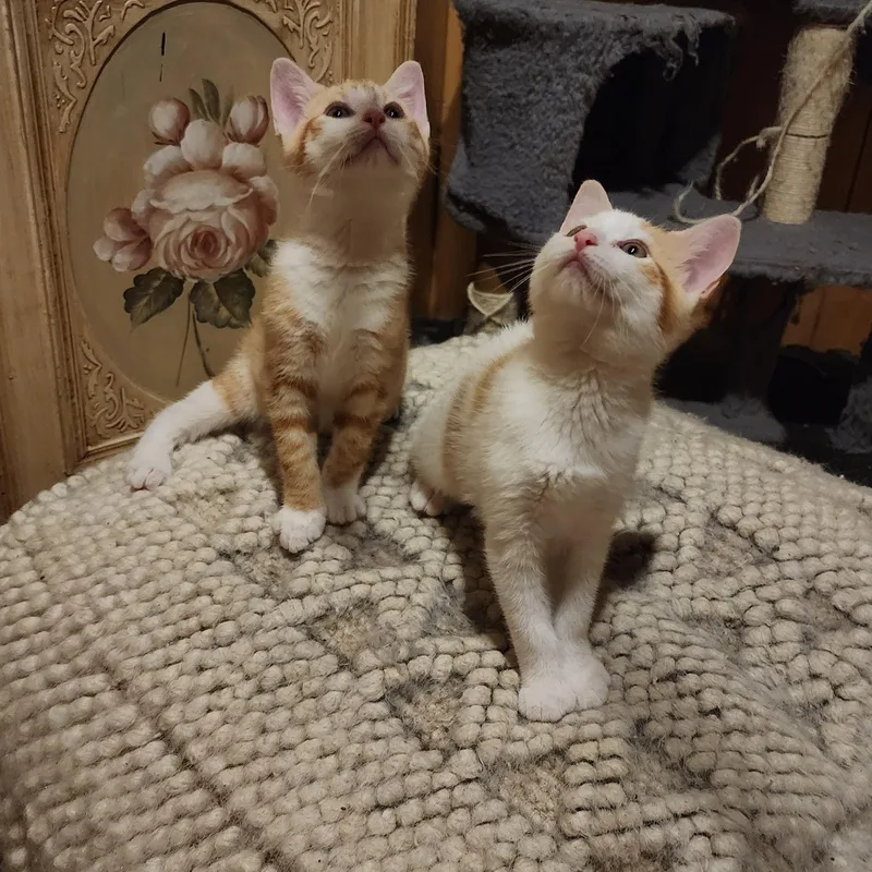 Miracle & Sweet Potato thumbnail 3