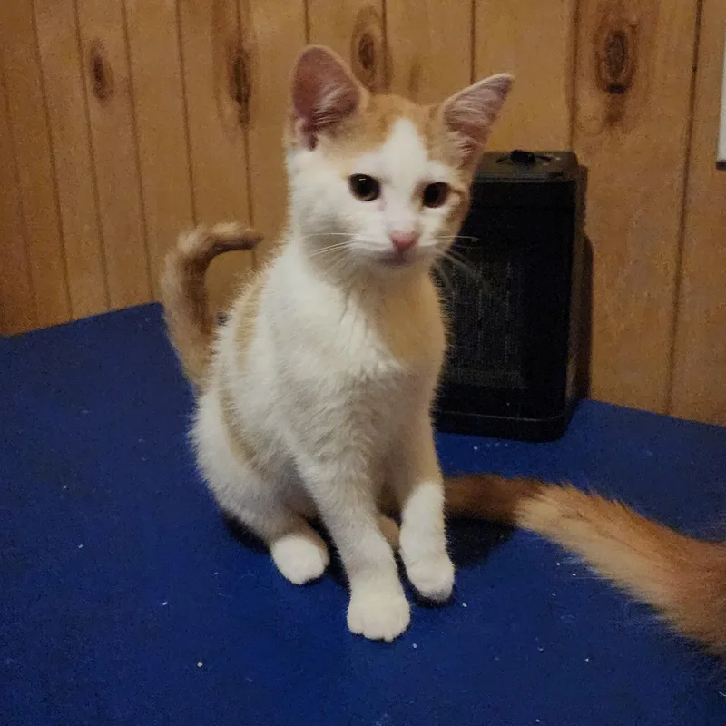 Miracle & Sweet Potato thumbnail 4