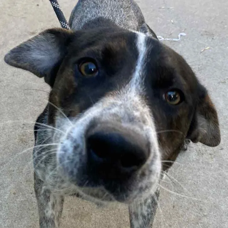 An adult medium-sized male Black Mixed Breed dog named Isaac for adoption in Bentonville, AR