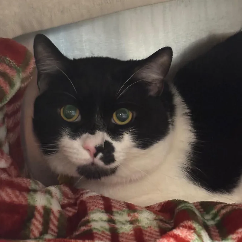 An adult large-sized male Domestic Short Hair cat named Lego for adoption in Springfield, MA
